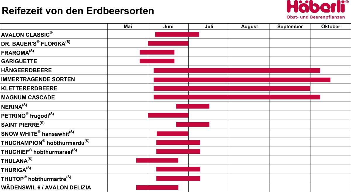 Reifezeittabelle Erdbeeren